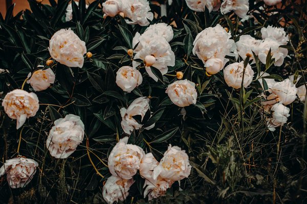 Elevate your space with luxury rolex-style wall clocks